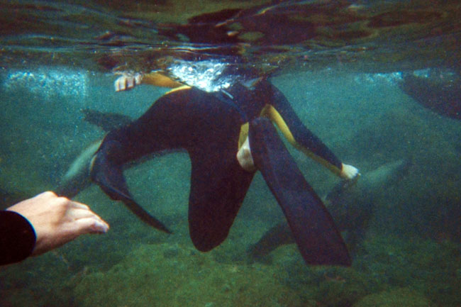 20070802j_U120A_S_Gardner_SeaLions