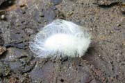 20070725k_MindoCaterpillar2