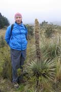 20070729f_D_Agave