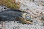 20070731h_SouthPlaza_LandIguanaSleeping