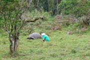 20070801l_S_SantaCruz_TortoiseStalking