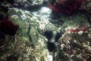 20070804m_U203A_IsabelaPuntaMoreno_SergeantMajors