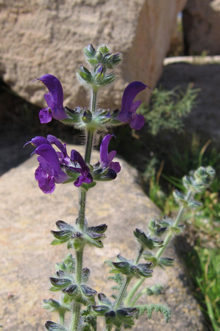 20060326f_SabrathaWildflower
