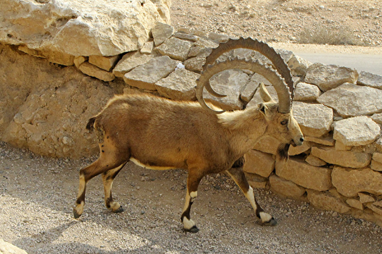 20110104b_BenGurionTombIbex