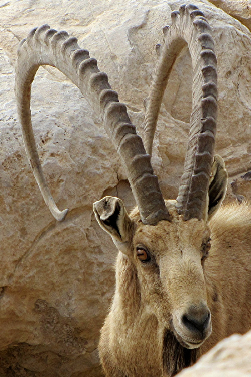 20110104c_BenGurionTombIbex